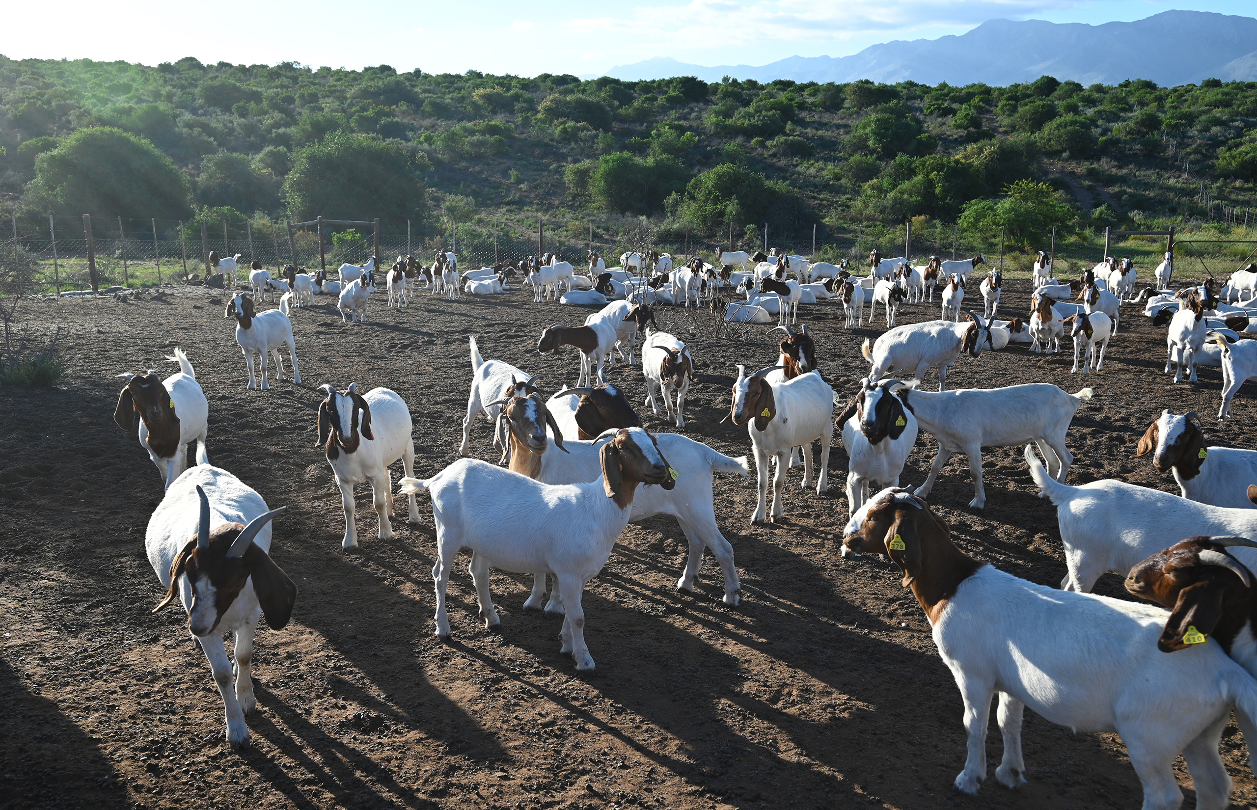 Almond Valley Manor & Cottages, accommodation, Calitzdorp