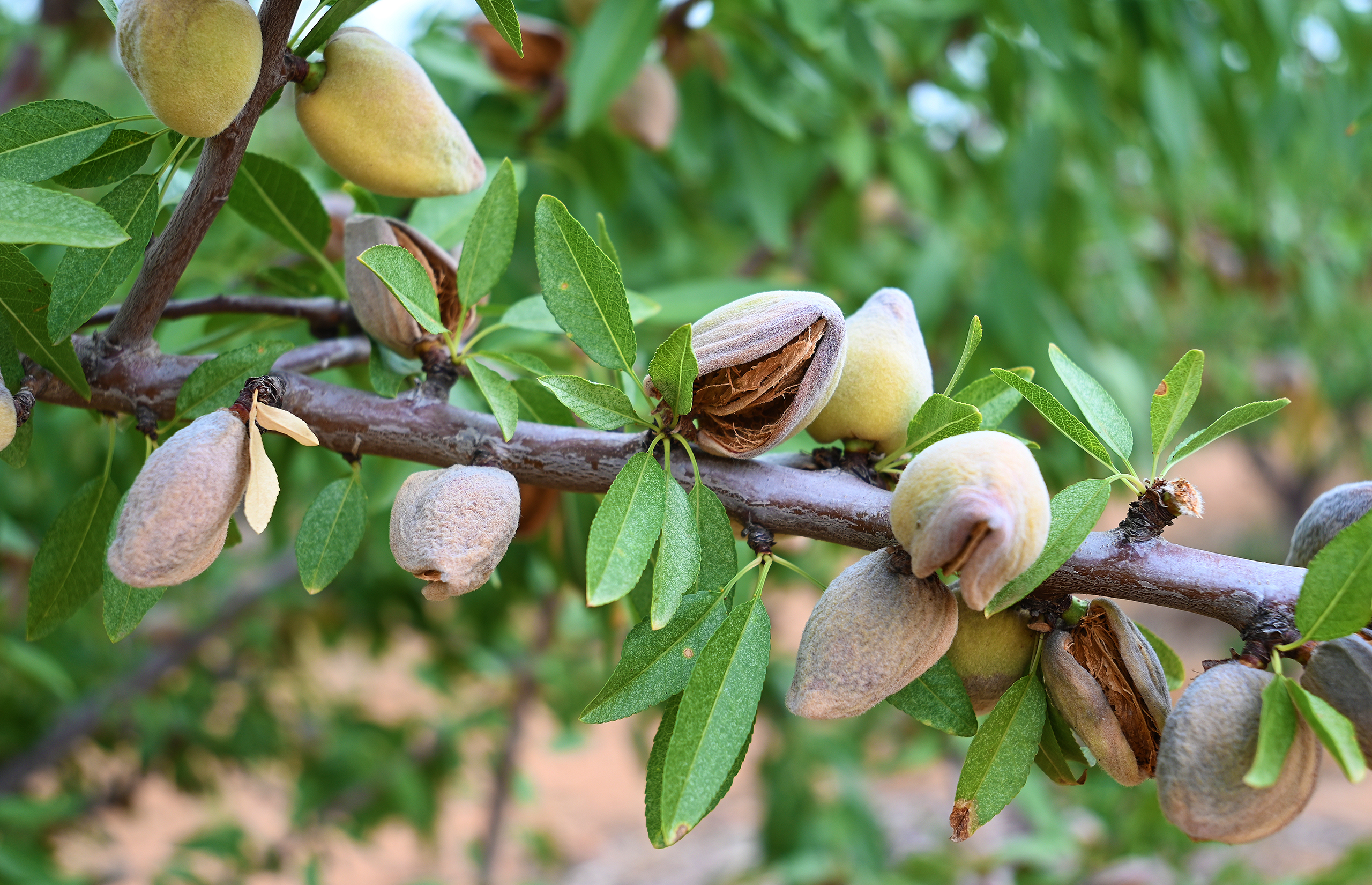 Almond Valley Manor & Cottages, accommodation, Calitzdorp